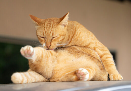 Cute ginger cat lying on the roof of the house and sleeping