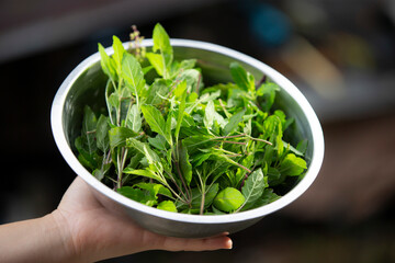 Fresh herbs in a bowl in the hands of a young woman.