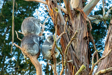 Australian Southern Koala in Kangaroo Island, Australia