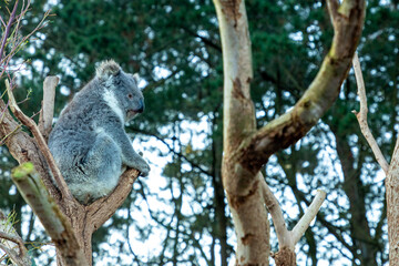 Australian Southern Koala in Kangaroo Island, Australia