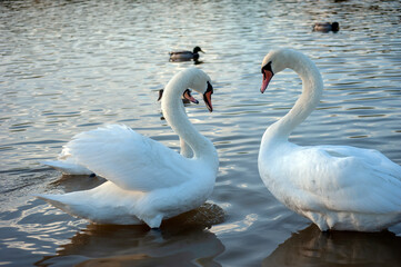 Fototapeta premium Two white swans couple in love. Swans in water