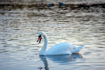 A white swan is singing on a lake against the background of blue water on a sunny day.Swan with open beak on the water