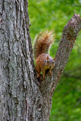 Obraz premium A Texan Fox Squirrel with it tail raised, on a fork in the branches of a Pecan Tree in a backyard of a property near Richmond.