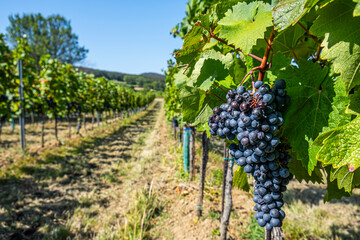 Fototapeta na wymiar blue merlot grapes in green vineyard