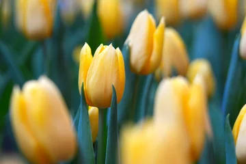 Foto auf Acrylglas Yellow tulips flowers in the garden. © NoonVirachada
