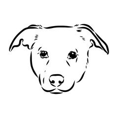Obraz premium austrian pinscher vector sketch illustration