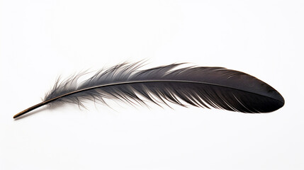 raven feather on a white background - obrazy, fototapety, plakaty