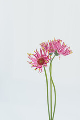 Pink gerber flowers bouquet on white background. Minimal stylish still life floral composition