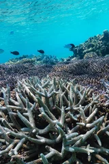 Photo sur Plexiglas Turquoise 沖縄　珊瑚の風景４