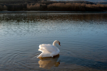 A white majestic swan floats in front of a wave of water. Young swan in the middle of the water. Drops on a wet head.