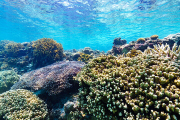 Naklejka na ściany i meble 沖縄　珊瑚の風景３
