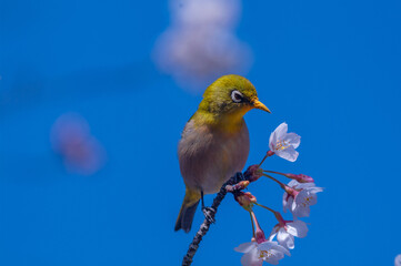 春、開花した桜の花の蜜を吸いに来る野鳥のメジロの緑色が美しい