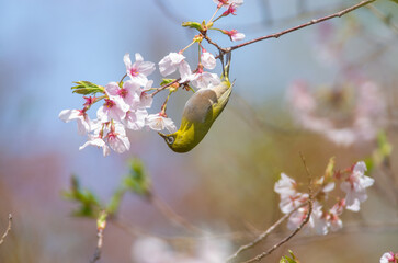 春、開花した桜の花の蜜を吸いに来る野鳥のメジロの緑色が美しい