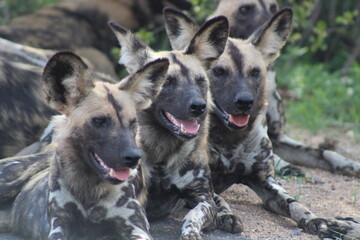 African wild dogs in Kruger National Park, South Africa