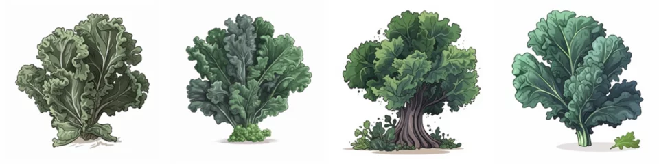Poster Set of cartoon kale vegetable illustration, isolated on white background © Awesomextra