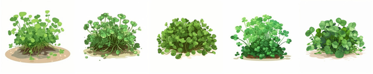 Obraz premium Set of cartoon watercress illustration, isolated on white background