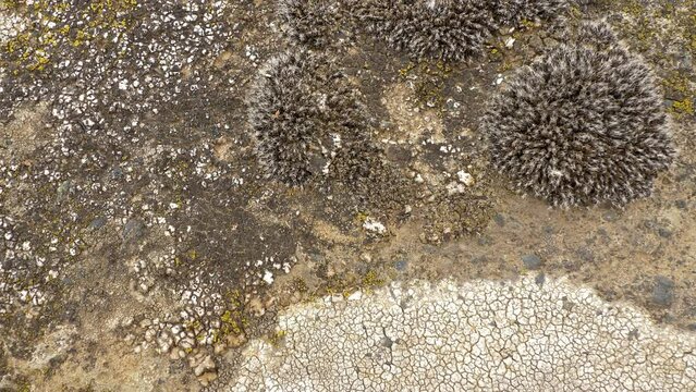 Lichen or mold growth on rock. Algae or fungi, dolly shot