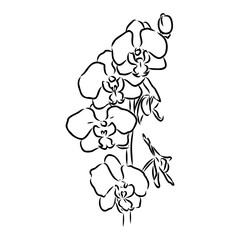 Beautiful monochrome vector orchid branches with flowers orchid, vector sketch