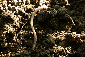 regenwurm wurm natur sand