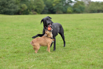 Cute Border Terrier and Black Labrador Retriever are play fighting over a ball, best buddies, weird...