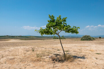 Scenic view of lonely small tree at an idyllic beach in Greece