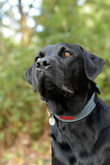 A portrait of a  beautiful black working labrador retriever with light brown eyes, outdoor in a green park