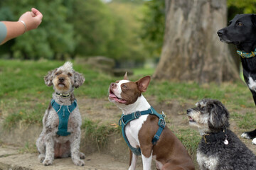 Group of well behaved dogs are paying attention to their dog handler, impulse control, focused,...