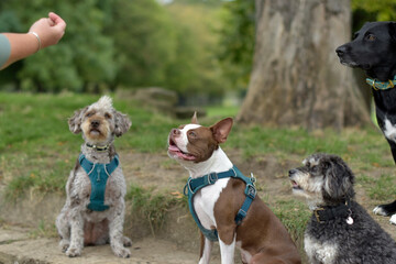 Group of well behaved dogs are paying attention to their dog handler, impulse control, focused, obedient