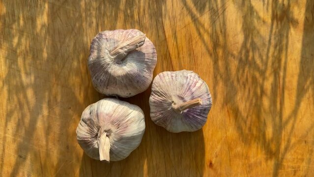 Garlic on wooden background. Garlic (Allium sativum) is a species of bulbous flowering plant in the genus Allium. Its close relatives include the onion, shallot, leek, chive