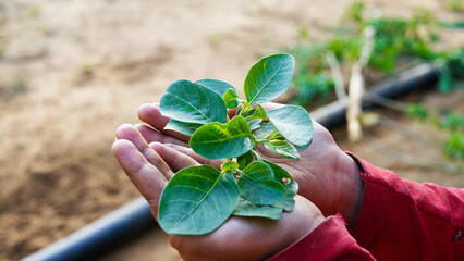 Ashwagandha or Withania somnifera young plant in a little girl hand, Save tree concept.