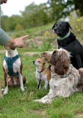 Group of well behaved dogs are paying attention to their dog handler, impulse control, focused,...