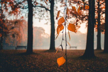Mglisty poranek jesienią | Październikowe liście | Złota polska jesień