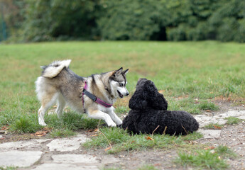 Cute Pomsky puppy is inviting a black Cockerpoo to play, play bow, dog interaction, body language, 