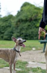 White and Brindle Whippet is patiently waiting for the tennis ball to be thrown - ball obsessed,...