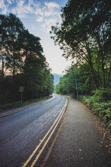 Rad through the Forest