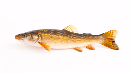 Obraz premium freshwater fish on white background - small zander fish isolated on white