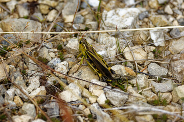 Gros plan sur un criquet des montagnes alpines.