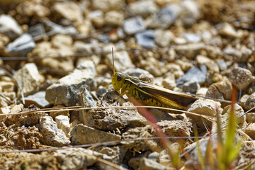 Gros plan sur un criquet des montagnes alpines.