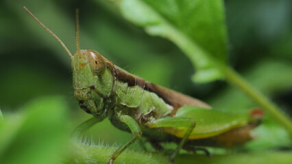 grasshopper on a branch