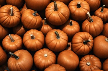 many pumpkin at the market  realistic yet stylized halloween crimson and brown minimalist backgrounds autumn