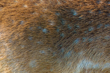 close up of fur texture	
