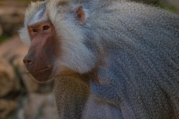 close up of a baboon
