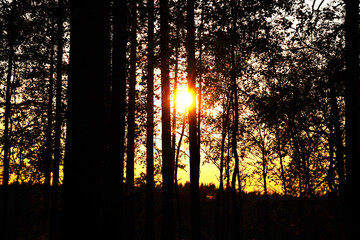 The sun shines through the trees. Sunset in a pine forest.