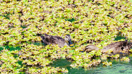 ホテイアオイが浮く池を泳ぐカモ