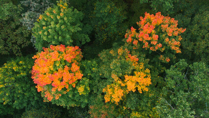 Autumn forest aerial from above, autumn concept background