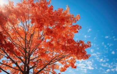 A tree with vibrant red and orange autumn leaves against a clear blue sky