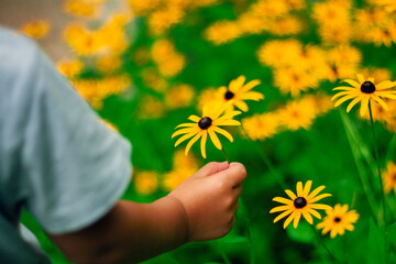 Little boy is picking a Chamomile