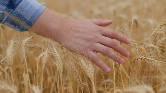 Crop faceless farmer touching wheat spike against overcast sky