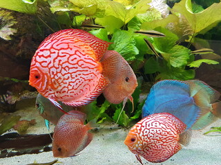 Symphysodon, colloquially known as discus, is a genus of cichlids native to the Amazon river basin...