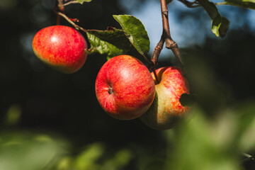 organic red apples growing on an apple tree